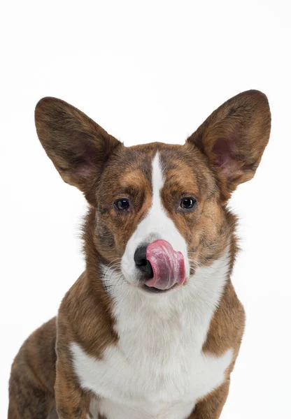 Beyaz arka planda ağzı açık bir köpek eti corgi pembroke. — Stok fotoğraf