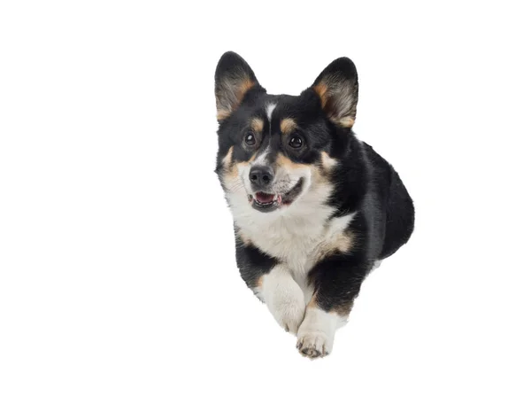 Собака бежит вперед. Активный валлийский Корги Пемброк в движении. Pet on a white — стоковое фото