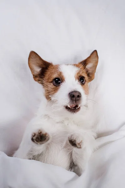 O cão está descansando na cama. Feliz Jack Russell Terrier. Animal de estimação sonolento — Fotografia de Stock