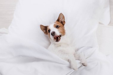 Köpek yatağında dinleniyor. Mutlu Jack Russell Terrier. Uykucu hayvan