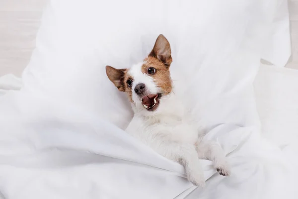 Köpek yatağında dinleniyor. Mutlu Jack Russell Terrier. Uykucu hayvan — Stok fotoğraf