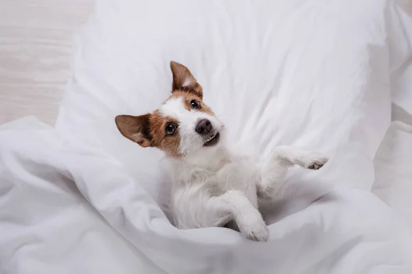 De hond rust uit in het bed. Gelukkig Jack Russell Terrier. Slaperig huisdier — Stockfoto