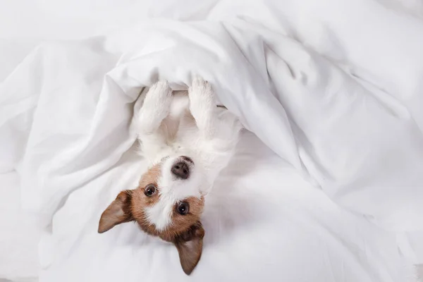 Pes odpočívá v posteli. Šťastný Jack Russell Terrier. Ospalý mazlíček — Stock fotografie