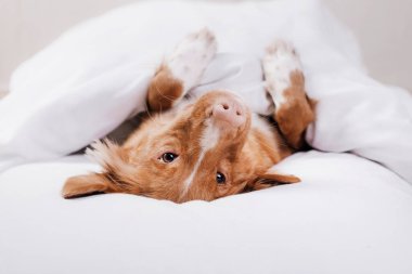 Köpek yatağında dinleniyor. Mutlu Nova Scotia Duck Tolling Retriever 'lar. Uykucu hayvan
