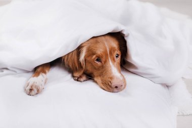 Köpek yatağında dinleniyor. Mutlu Nova Scotia Duck Tolling Retriever 'lar. Uykucu hayvan
