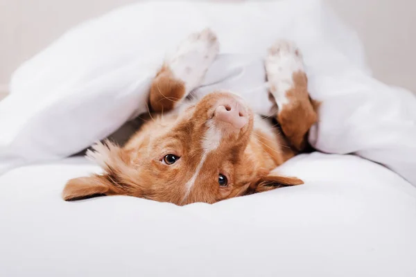 개는 침대에서 쉬고 있습니다. Happy Nova Scotia Duck Tolling Retriever 의 약자이다. 졸린 애완 동물 — 스톡 사진