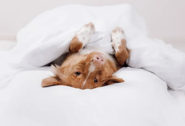 O cão está descansando na cama. "Happy Nova Scotia Duck Tolling Retriever". Animal de estimação sonolento — Fotografia de Stock