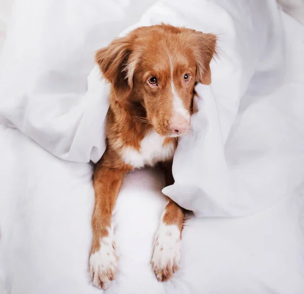 Собака відпочиває в ліжку. З Новою Шотландією Качур Толлінг. Сонні тварини. — стокове фото