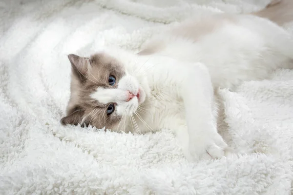 Gato adentro. Bicolor trapo muñeca gato — Foto de Stock