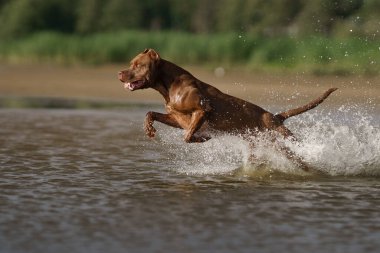 Kumsaldaki köpek. Aktif pitbull teriyeri denizin arka planında atlıyor.