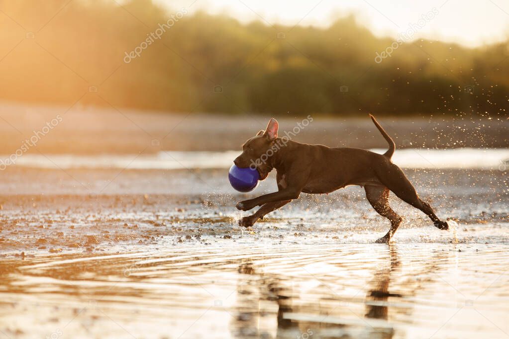 dog on the beach. Active pit bull terrier jumping on the background of the sea