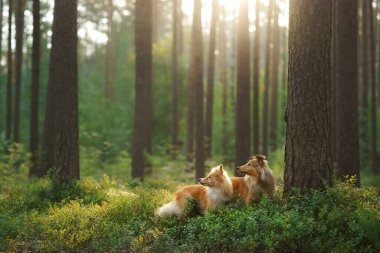 Ormanda iki köpek. Doğada evcil hayvan. 