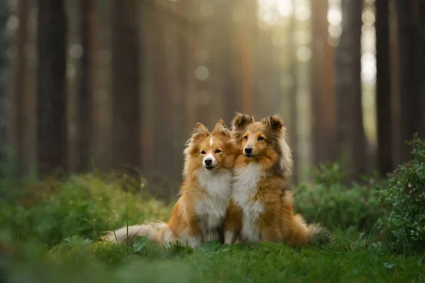 Två hundar i skogen. Sällskapsdjur på naturen. — Stockfoto