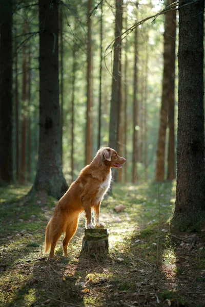 Perro rojo en el bosque. Nova Scotia Duck Tolling Retriever en la naturaleza. Caminar con una mascota —  Fotos de Stock