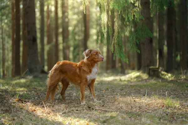 Roter Hund im Wald. Nova Scotia Duck Tolling Retriever in der Natur. Spaziergang mit einem Haustier — Stockfoto