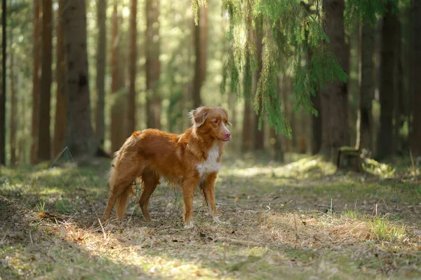 Czerwony pies w lesie. Nova Scotia Duck Tolling Retriever w naturze. Chodzić ze zwierzątkiem — Zdjęcie stockowe