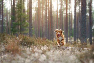 Ormandaki kırmızı köpek. Doğadaki Nova Scotia Duck Tolling Retriever. Evcil bir hayvanla yürü