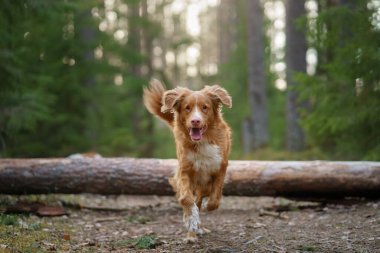 Ormandaki kırmızı köpek. Doğadaki Nova Scotia Duck Tolling Retriever. Evcil bir hayvanla yürü