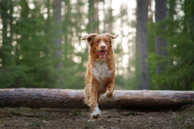 Ormandaki kırmızı köpek. Doğadaki Nova Scotia Duck Tolling Retriever. Evcil bir hayvanla yürü