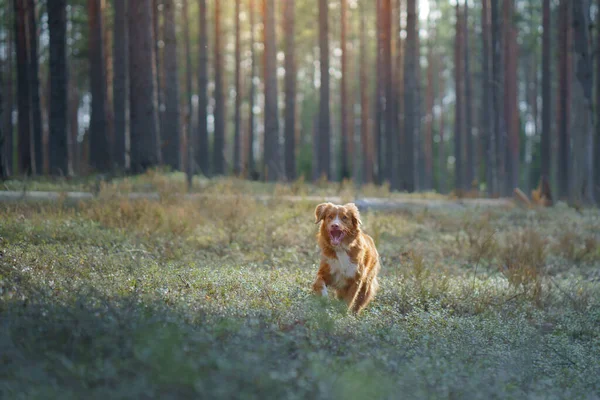 Cão vermelho na floresta. Nova Escócia Duck Tolling Retriever na natureza. Caminhe com um animal de estimação — Fotografia de Stock