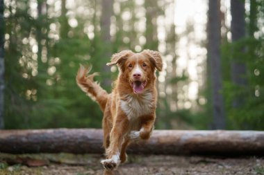 Ormandaki kırmızı köpek. Doğadaki Nova Scotia Duck Tolling Retriever. Evcil bir hayvanla yürü