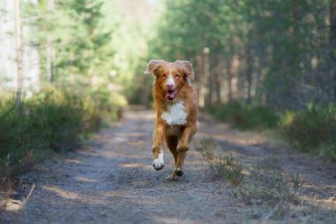 Ormandaki kırmızı köpek. Doğadaki Nova Scotia Duck Tolling Retriever. Evcil bir hayvanla yürü