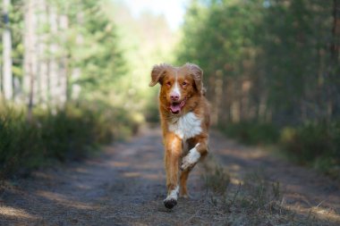 Ormandaki kırmızı köpek. Doğadaki Nova Scotia Duck Tolling Retriever. Evcil bir hayvanla yürü