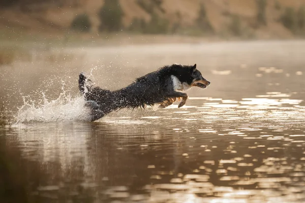 Dog in the water. Active Border Collie jumping in the lake. — Stock Photo, Image