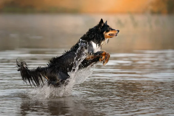 Hond in het water. Active Border Collie springen in het meer. — Stockfoto