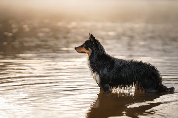 Perro en el agua. Collie Frontera Activa saltando en el lago. —  Fotos de Stock