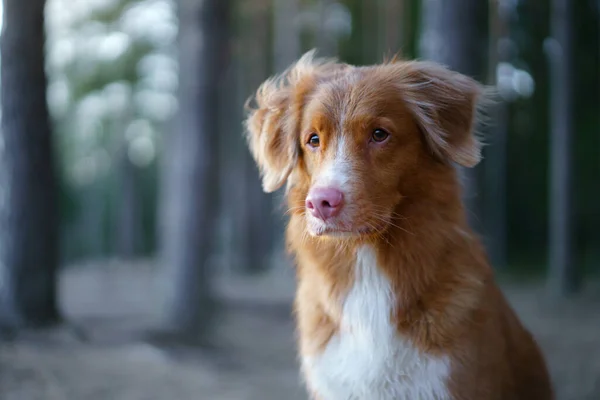 Red dog in forest. Nova Scotia Duck Tolling Retriever in nature. Walk with a pet — Stock Photo, Image