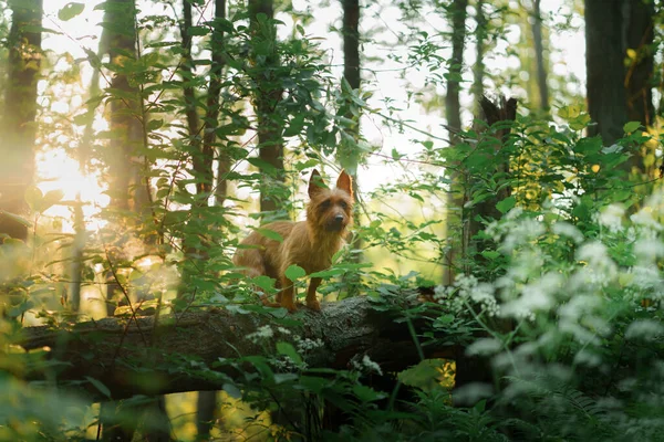 Perro pequeño en el bosque. terrier australiano en la naturaleza. viajar con una mascota —  Fotos de Stock