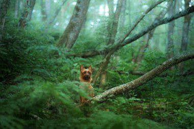 Ormandaki küçük köpek. Avustralya teriyeri doğada. Bir evcil hayvanla seyahat