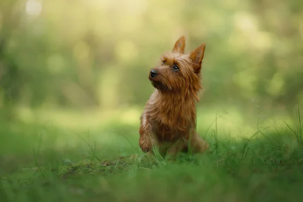 Perro pequeño en el bosque. terrier australiano en la naturaleza. viajar con una mascota — Foto de Stock
