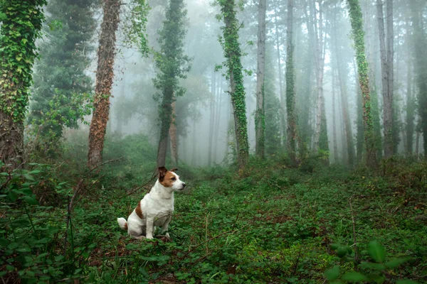 Chien dans la forêt brumeuse. Jack Russell Terrier dans la nature. — Photo