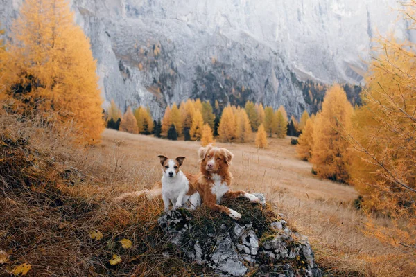 Dva psi na cestách. Podzimní pohled na hory. krajina s domácím mazlíčkem — Stock fotografie
