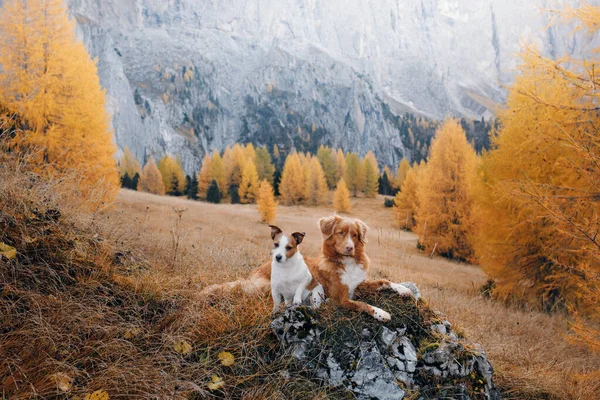 Zwei Hunde auf Reisen. Herbst-Bergblick. Landschaft mit einem Haustier — Stockfoto