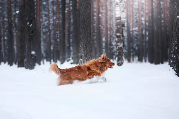 Cane in una foresta innevata. Animali domestici in inverno nella natura. Nuova Scozia Duck Tolling Retriever — Foto Stock