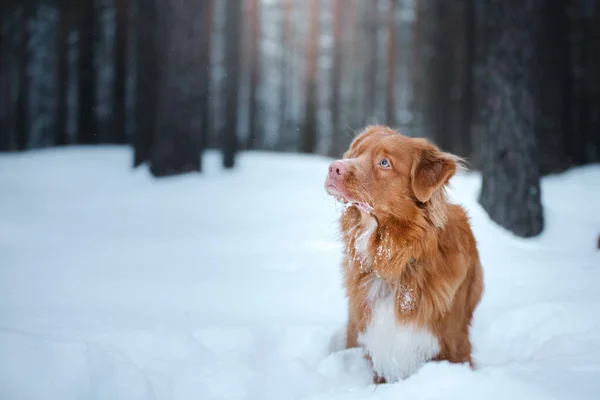 Hund in einem verschneiten Wald. Haustier im Winter in der Natur. Nova Scotia Duck Tolling Retriever — Stockfoto