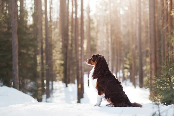 Hond in de sneeuw in de natuur. Australische herder in de winter — Stockfoto