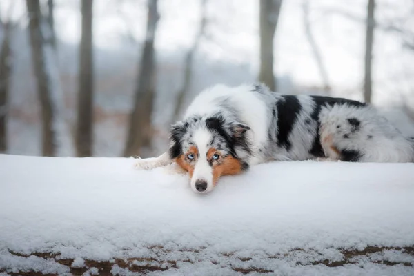 Cão na neve na natureza. Pastor australiano no inverno — Fotografia de Stock