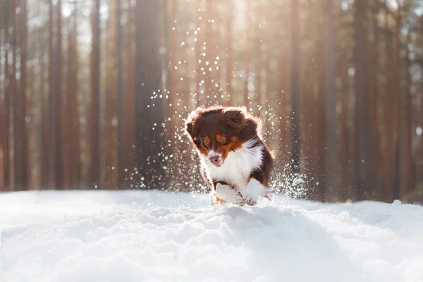 Cane nella neve nella natura. Pastore australiano in inverno — Foto Stock