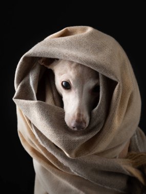 Eşarplı köpek. Hayvan saklandı. Sıcak bez.