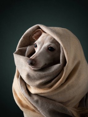 Eşarplı köpek. Hayvan saklandı. Sıcak bez.
