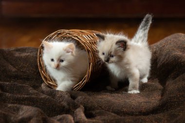 Ekoseli kedi yavruları. İki Renkli Bez Bebek Kedisi