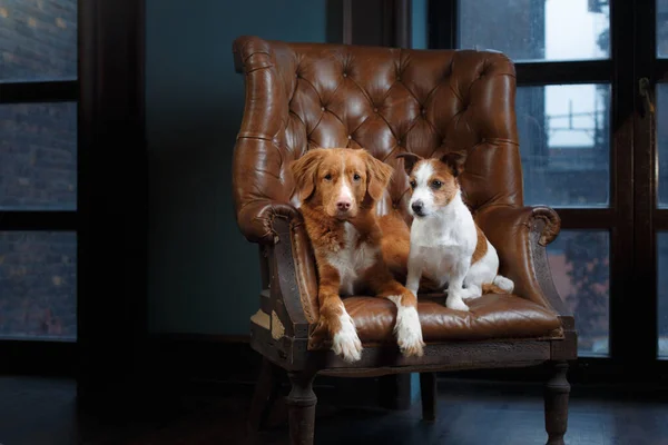 Chien à l'intérieur du loft. Nouvelle-Écosse Duck Tolling Retriever — Photo