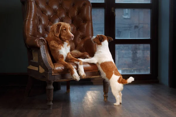 Dog in the interior of the loft. Nova Scotia Duck Tolling Retriever — Stock Photo, Image