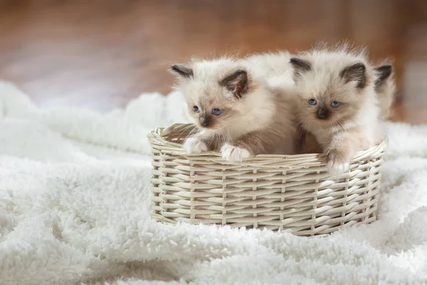 Los gatitos en castaño oscuro en la tela a cuadros. Bicolor trapo muñeca gato —  Fotos de Stock