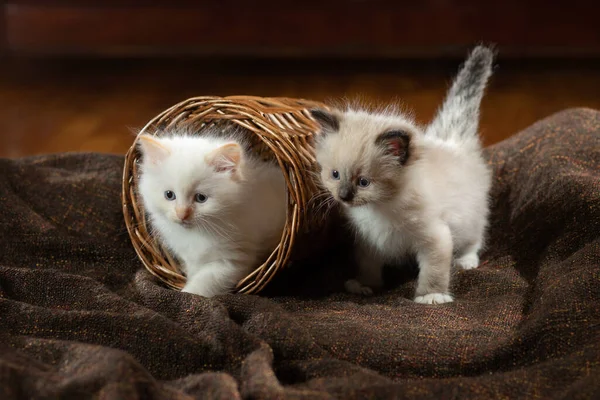 Kittens op bruin in een ruitje. Tweekleurige Rag Doll Cat — Stockfoto