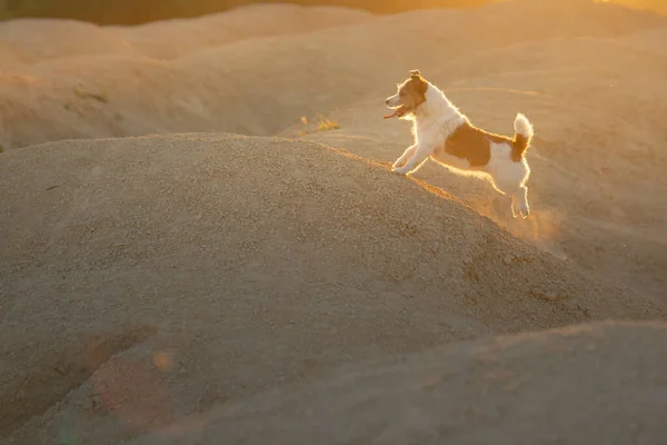 Dog on a sandy quarry at sunset. Jack Russell Terrier through the hills of sand. Active pet — Stock Photo, Image